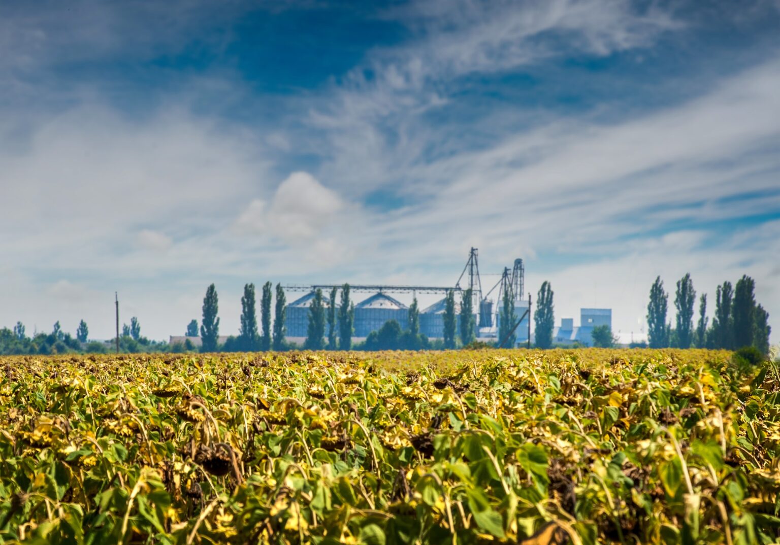 view of dried sunflowers on a field and grain storage containers in the background